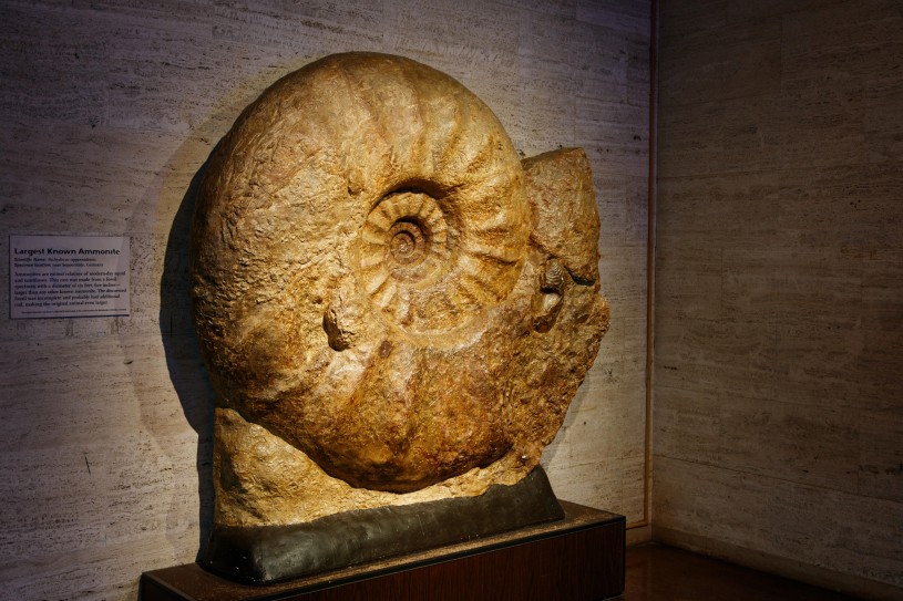 ammonite exhibit display