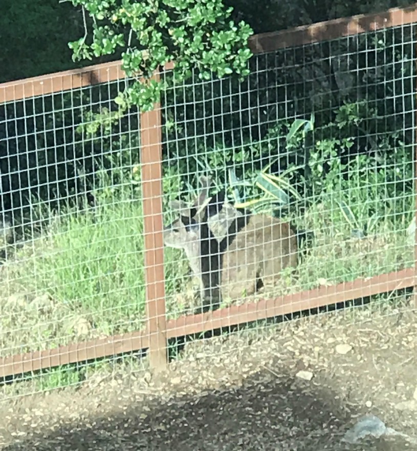 Mule deer laying down by a fence in a Mary's neighborhood.