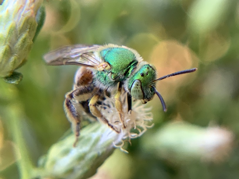 Metallic green bee on a Baccharis flower