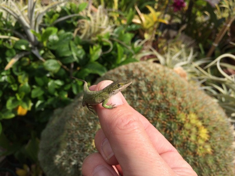 culver city, lizards, discovery, anole