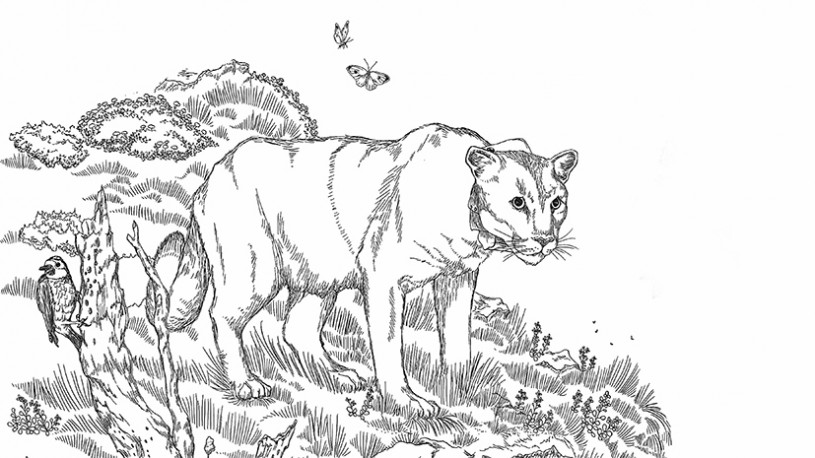 P-22 coloring pages inset image