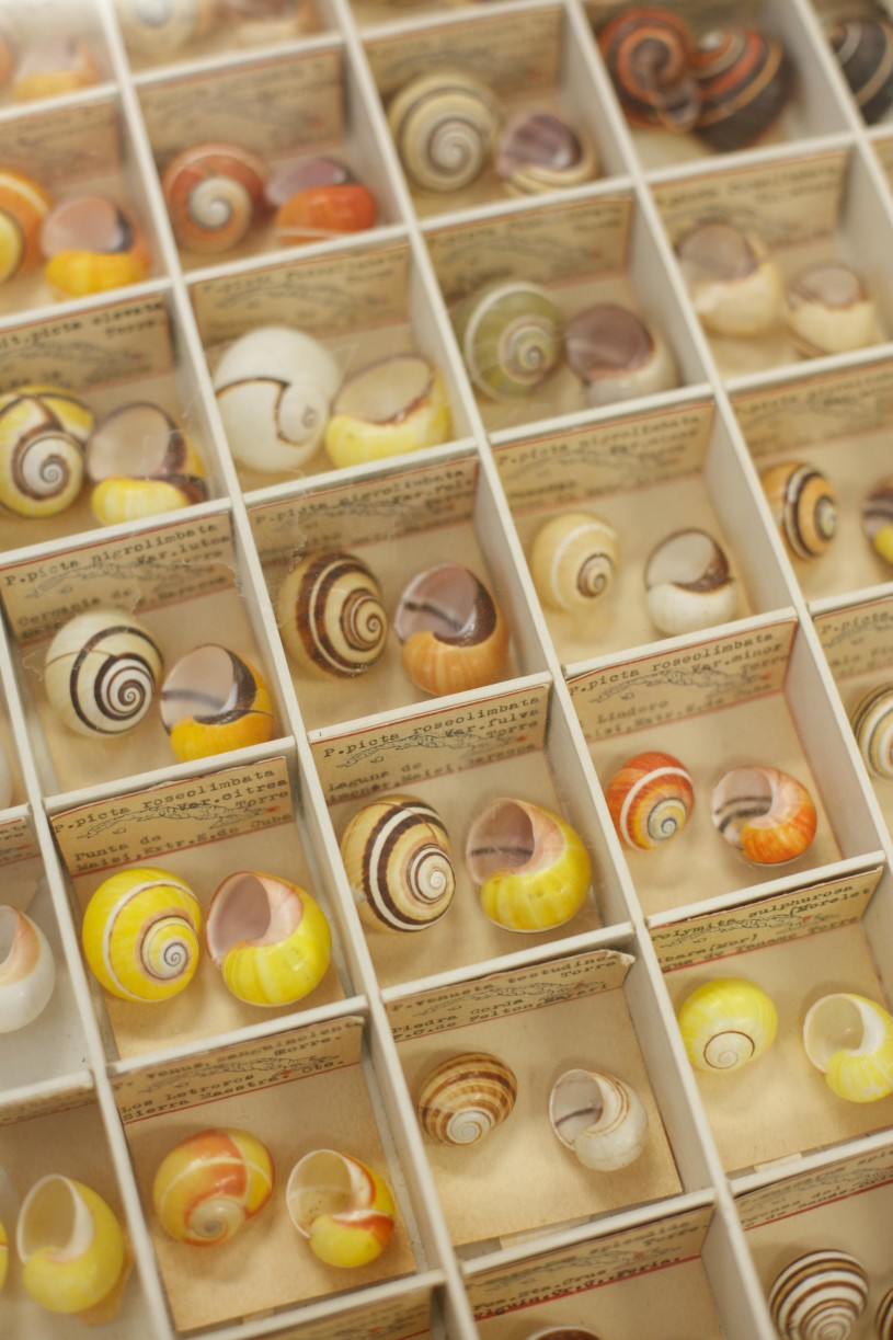 Snails in collection