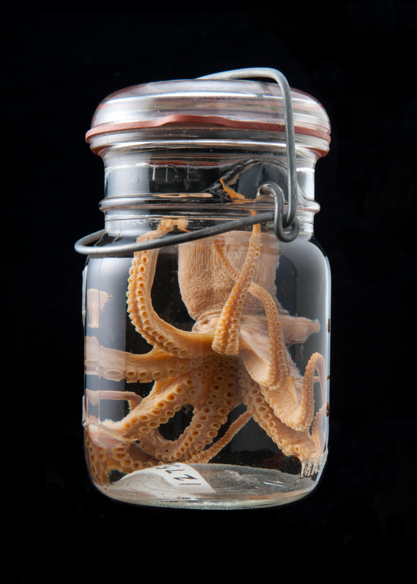 Octopus in jar