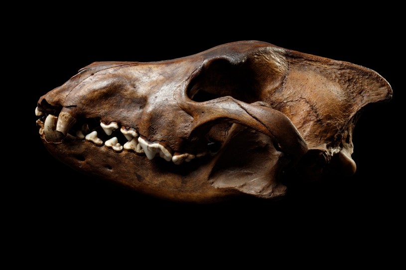 Dire wolf skull horizontal