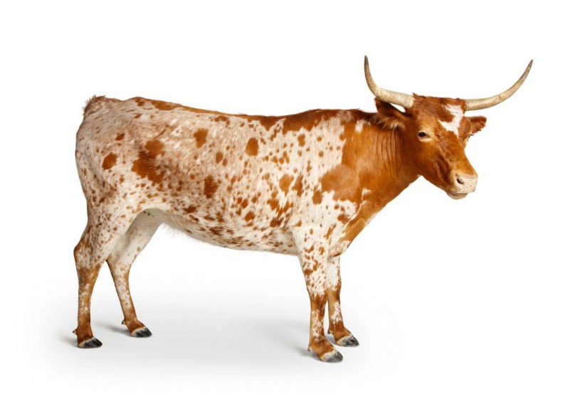 Becoming Los Angeles Taxidermy Cow