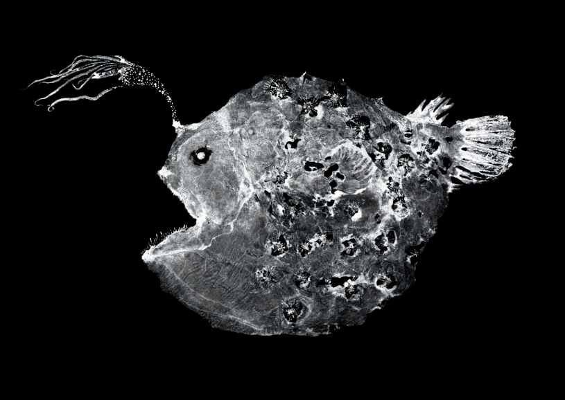 Pacific footballfish Dwight Hwang print black