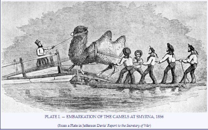 This 1856 illustration depicts camel herders and sailors loading a bactrian camel onto a ship. As there were only two bactrian camels aboard, this could be an illustration of Topsy herself!