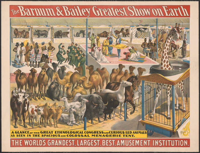 An 1895 Barnum and Bailey circus poster featuring both bactrian and dromedary camels.