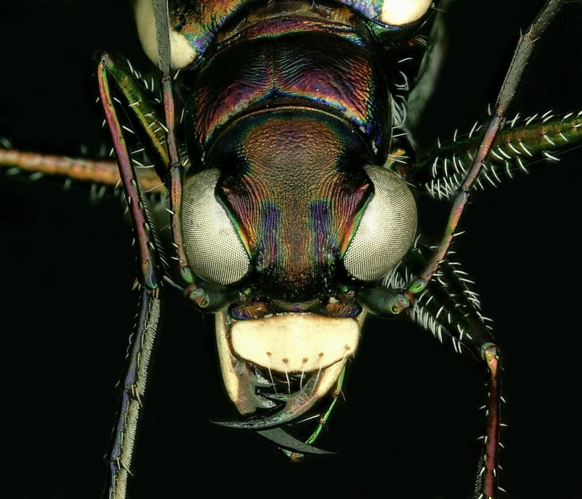 Barbaraann's Tiger Beetle