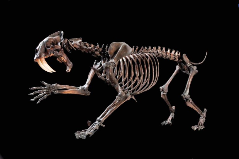 Saber-tooth cat articulated skeleton 