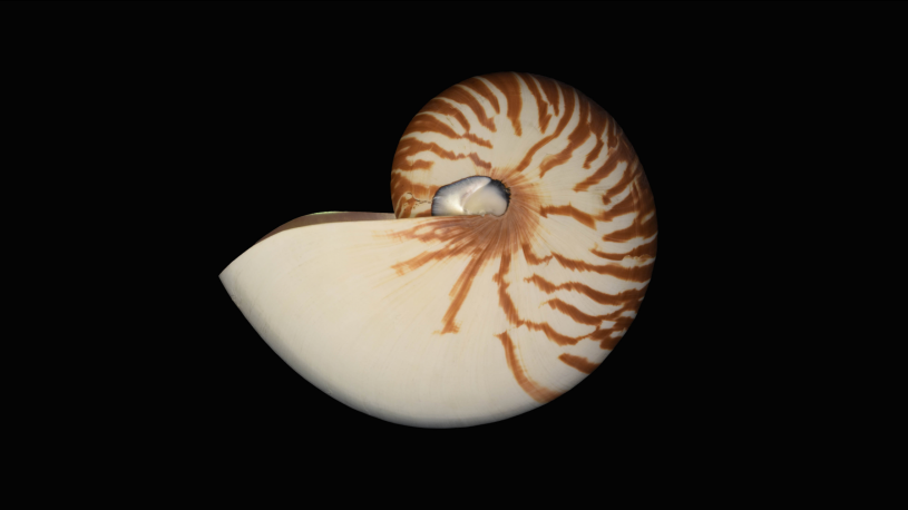 Swirl shell with brown tiger pattern 