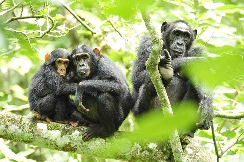 chimpanzees_in_uganda_
