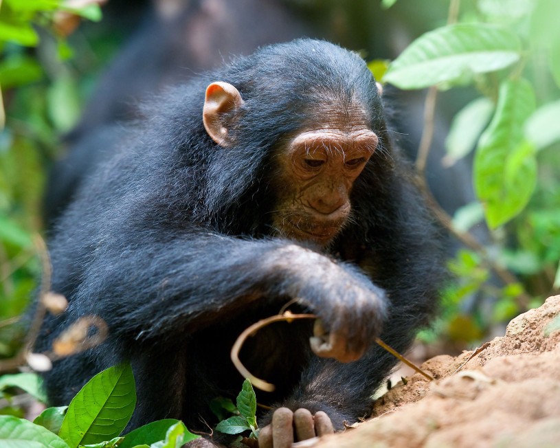 Chimpanzee using stick