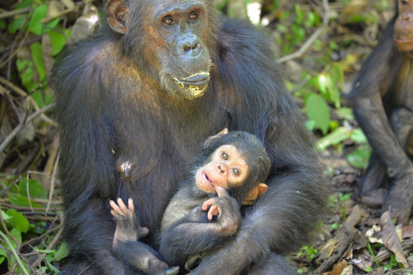 Gremlin and infant Goodali of &#039;G-Family&#039; in Gombe National Park.