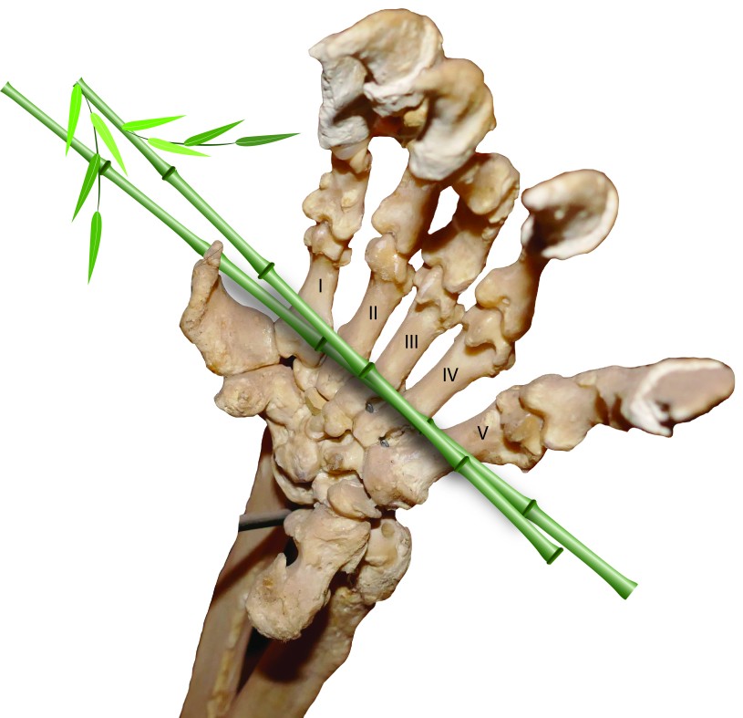 Figure 3, hand bones of a living giant panda. Courtesy of the Natural History Museum of L.A. County.
