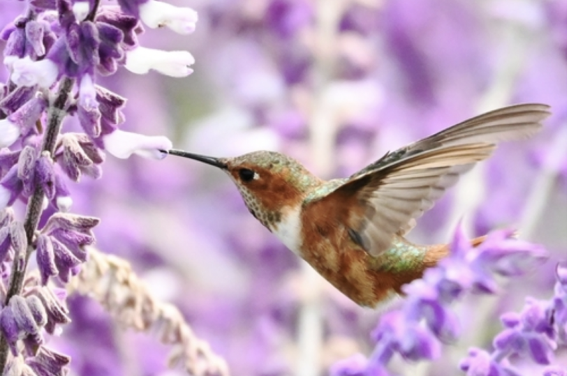 Allen&#039;s hummingbird