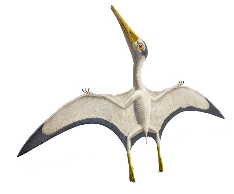 pterodactylus illustration