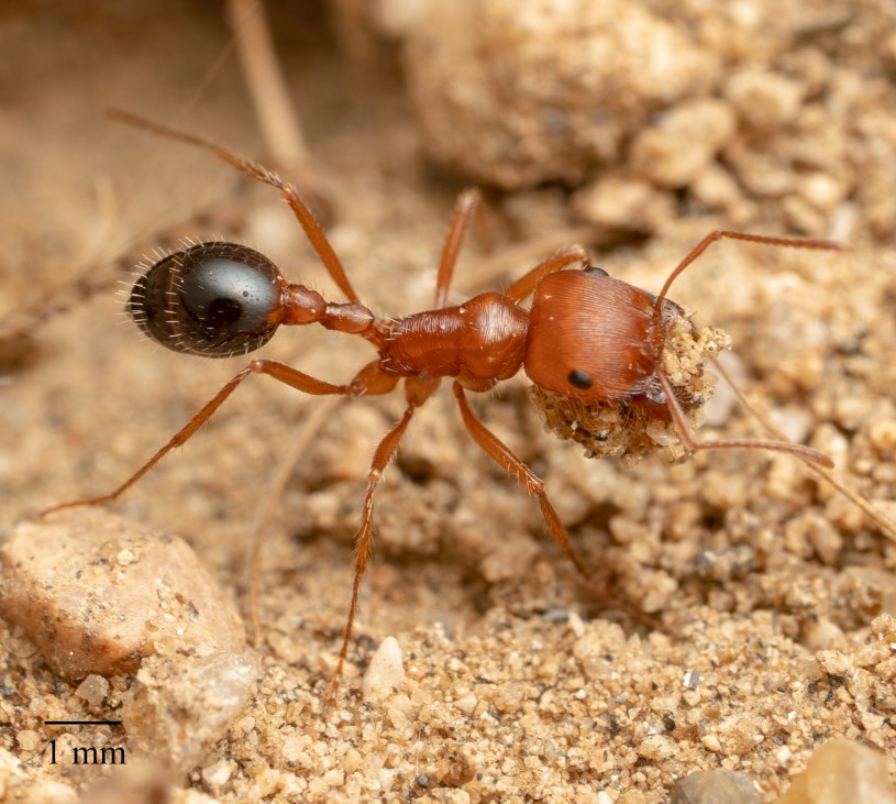 glmory california harvester ant carrying things
