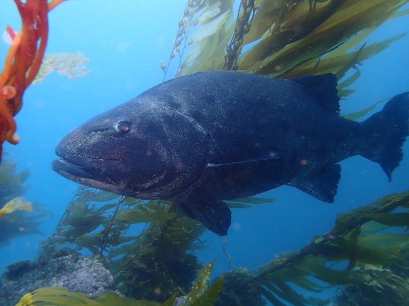 © jzounes giant sea bass CC BY-NC inaturalist Photo 154434583