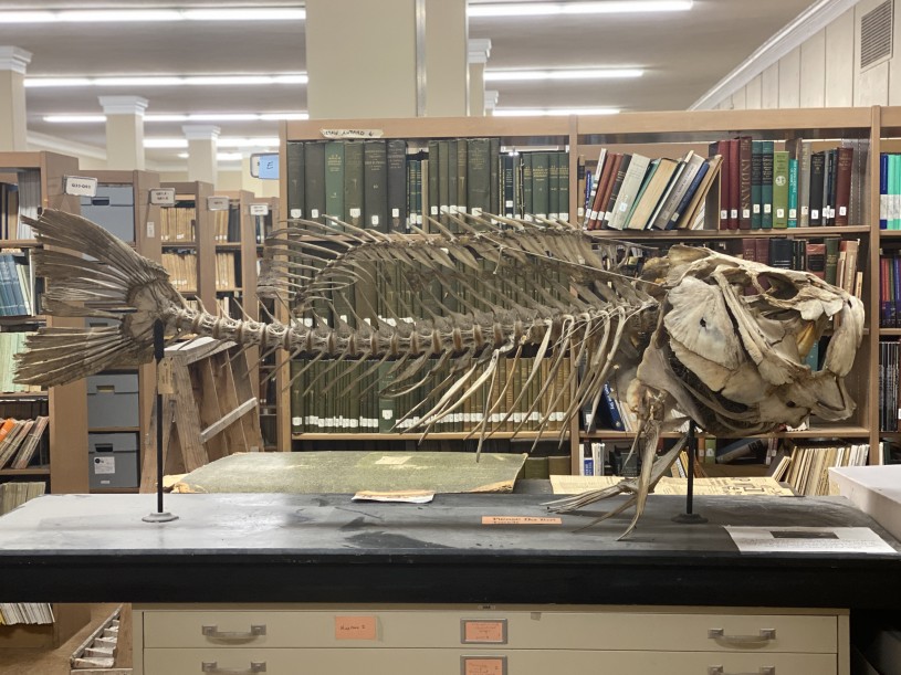 An articulated Giant Sea Bass skeleton