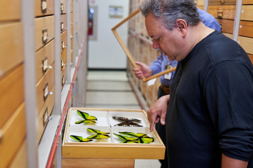 Man looking ta butterflies in museum collection 
