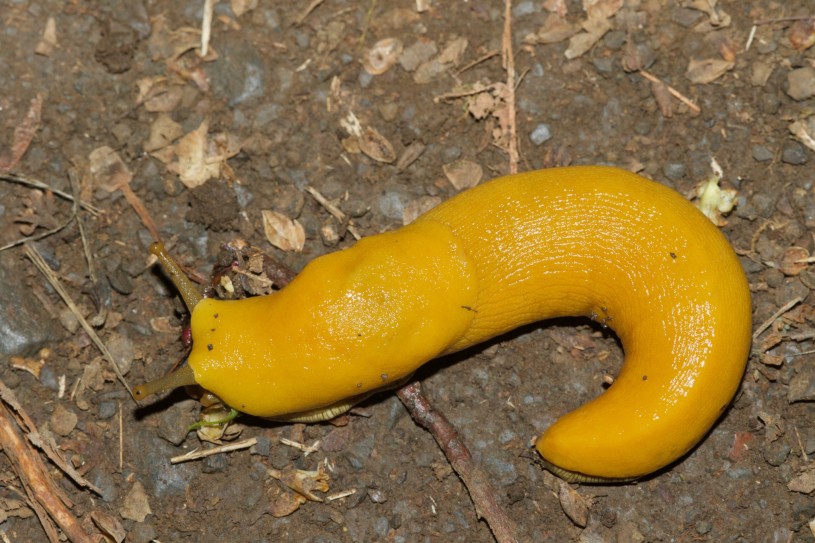 best_slug_photo snailblitz 2020 banana slug on the ground