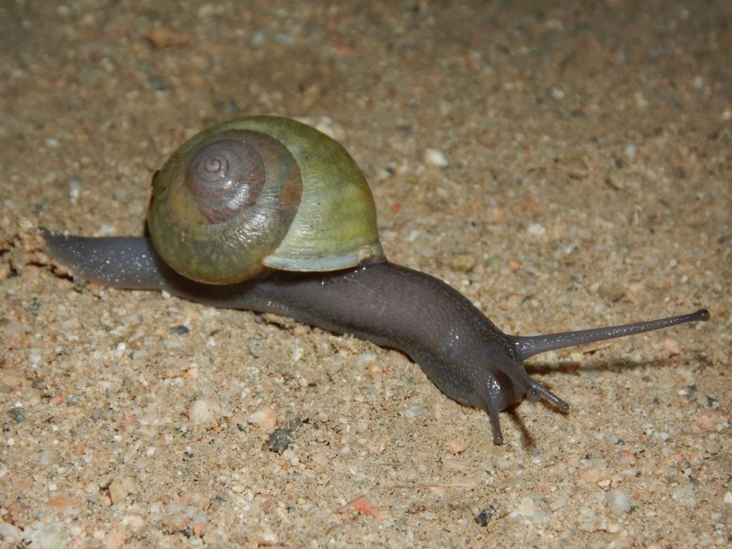 Rare greenshelled snail from SnailBlitz 2020