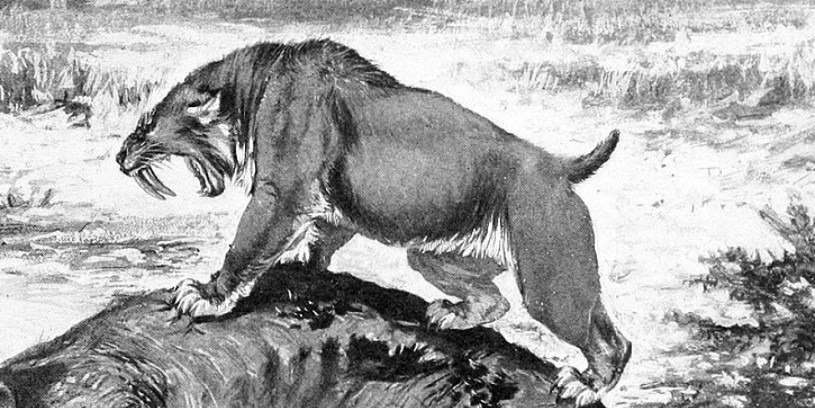 Detail from a 1911 illustration by Robert Bruce Horsfall of a saber-toothed cat in the La Brea Tar Pits