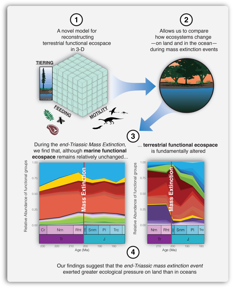 ProcB Wooley Article Graphic representation of the study concept and findings. (Illustration: Hank Woolley.)