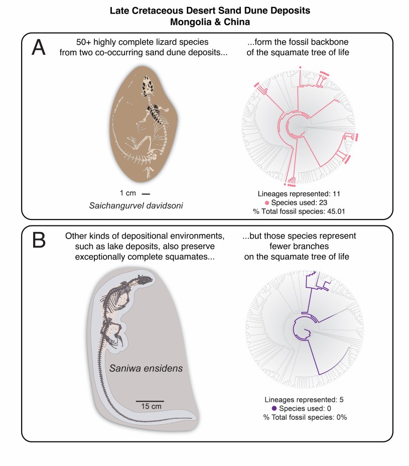 Graphical summary of the results of the new study. A) Summary of the phylogenetic impact of the Late Cretaceous Gobi Desert lizard assemblage. B) Comparison to other well-preserved squamates found in lake deposits.