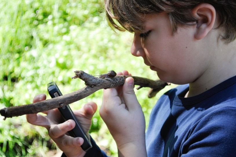 Community scientist documents a snail on a branch