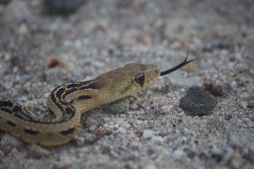 Gopher Snake iNaturalist