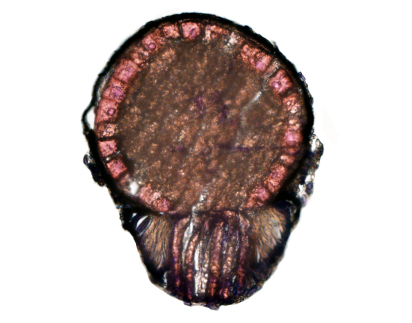 A two-dimensional slice of a photophore from a 6.2 mm total length V. mabahiss—a circular structure with red cells along the outer edge and a thick bunch of tissue at the bottom.