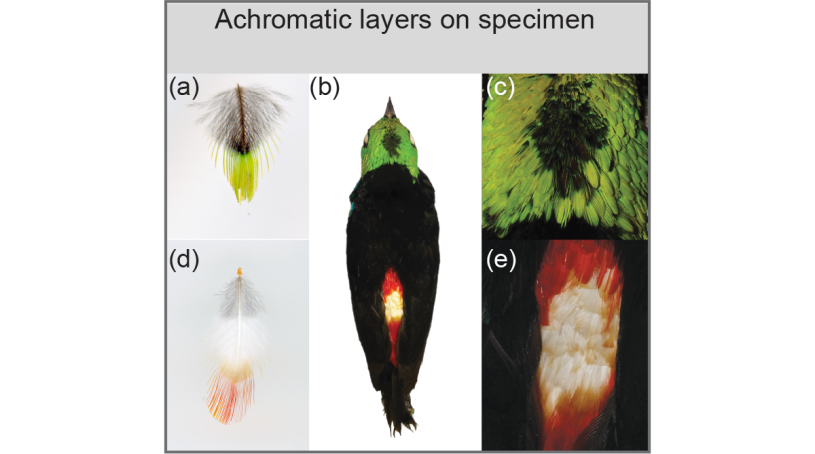 Bird specimen with a brightly colored green head, red patch on its back, and dark black wings. Inserts on the left show feathers on the right are close ups of its green and red patches