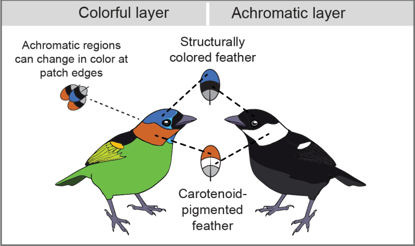 illustration of two tanagers, one showing the colorful layer of feathers and the other showing black and white layer of feathers along with where the colors are on the feathers.