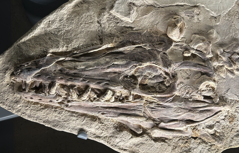 mosasaur fossil skull