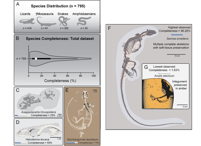 Figure showing different records of squamates and their completeness