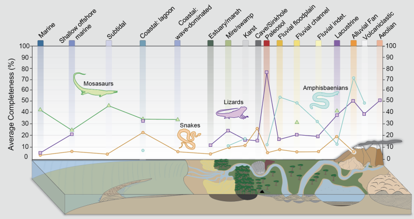 Graph showing the comparison between fossil squamates