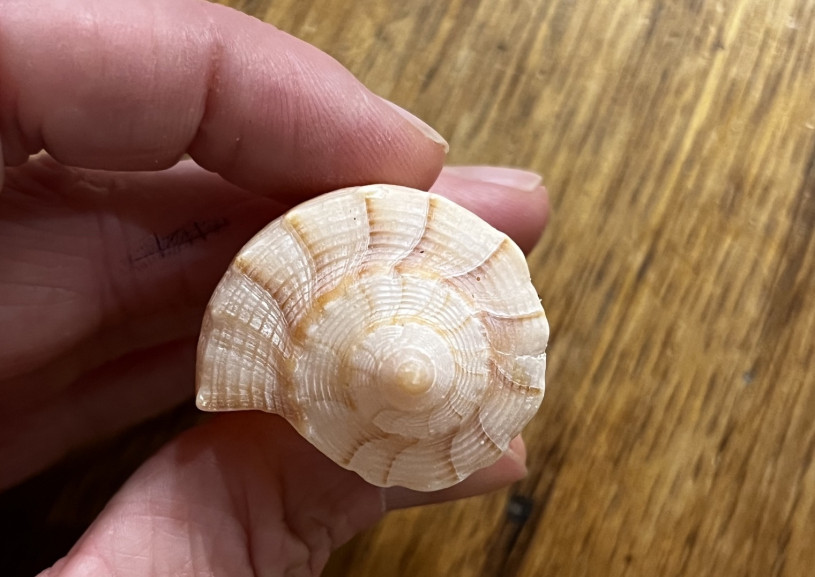 a cool-looking snail shell being held by fingers