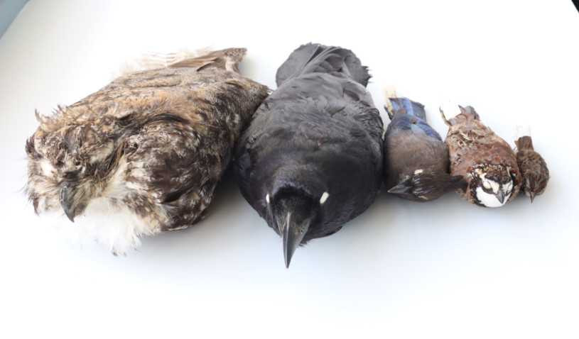 Bird specimen collection skins arranged from biggest to smallest on a black background horned owl, raven, stellar's jay, bobwhite, and song sparrow