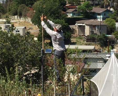 Miguel setting up a bat detector in a large backyard in the Atwater neighborhood of Los Angeles