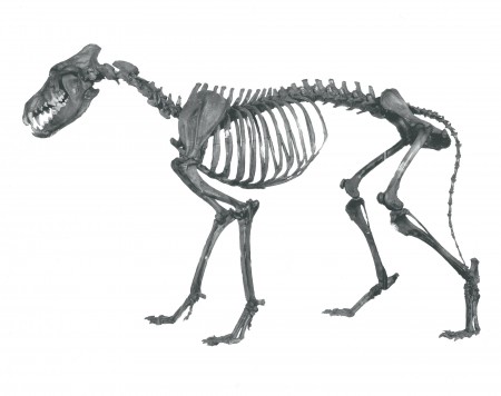 Articulated skeleton of a Dire wolf in profile