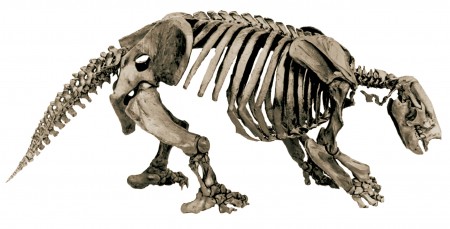 Articulated skeleton of a Harlan's Ground Sloth