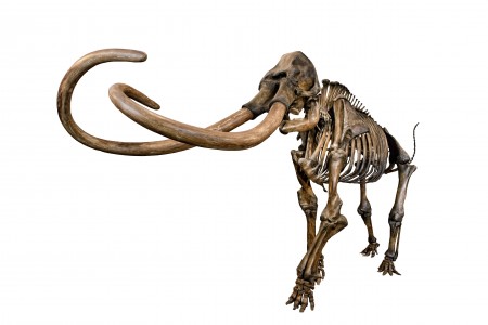 Articulated skeleton of a Columbian Mammoth